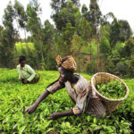 Indian farmer in Zambia odhav group himanshu tank